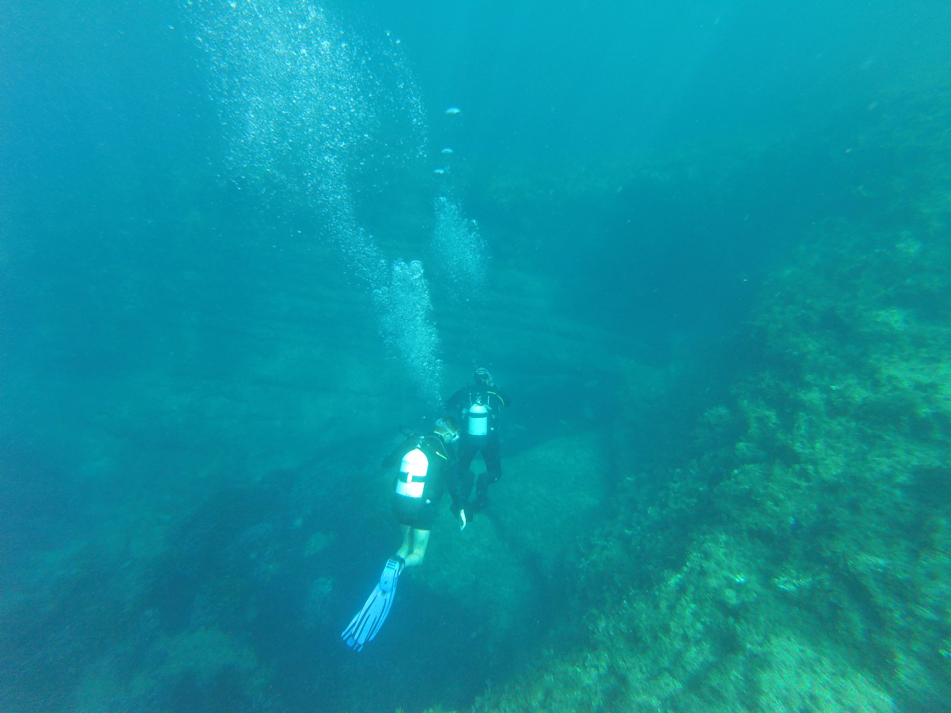 Sea Life
